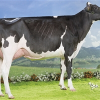 1 Seccin 87: Vaca C