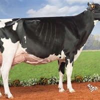 1 Seccin 86: Vaca A