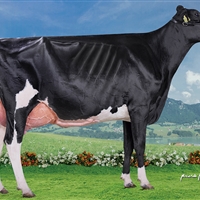 1 Seccin 89: Vaca A