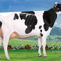 4 Seccin 89: Vaca B
