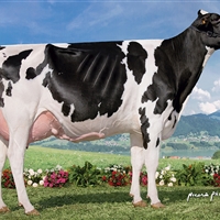 3 Seccin 89: Vaca D