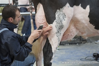 Adrin Entrecanales pelando una vaca