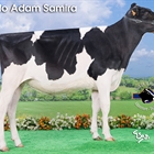 Planillo Adam Samira, Novilla Campeona Reserva de la Nuit de la Holstein 2018