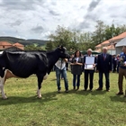 Llinde Ariel Jordan, de la ganadera S.A.T. Ceceo, Vaca Gran Campeona del Concurso de Ganado Frisn de Galizano 2018