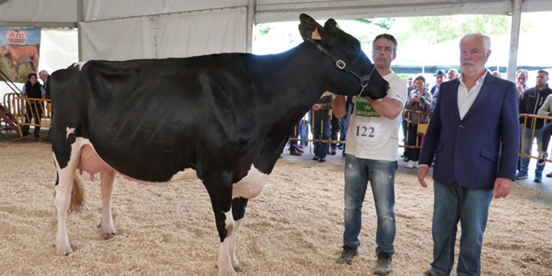 Llinde Ariel Jordan, Vaca Gran Campeona del Concurso de Raza Frisona de Treceo 2018