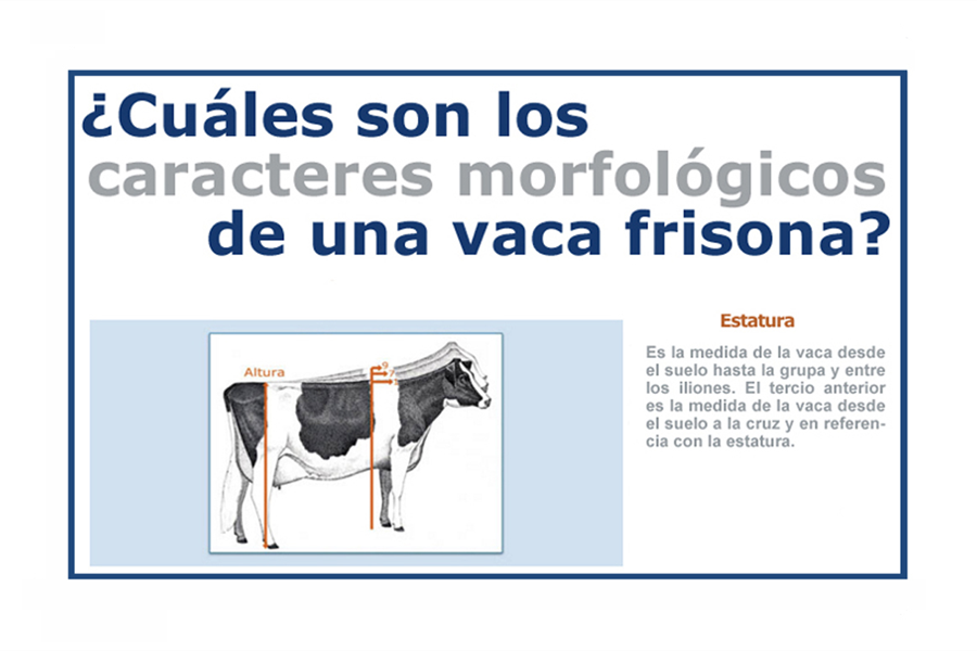 Infografa CONAFE: Cmo se califica una vaca frisona o holstein?