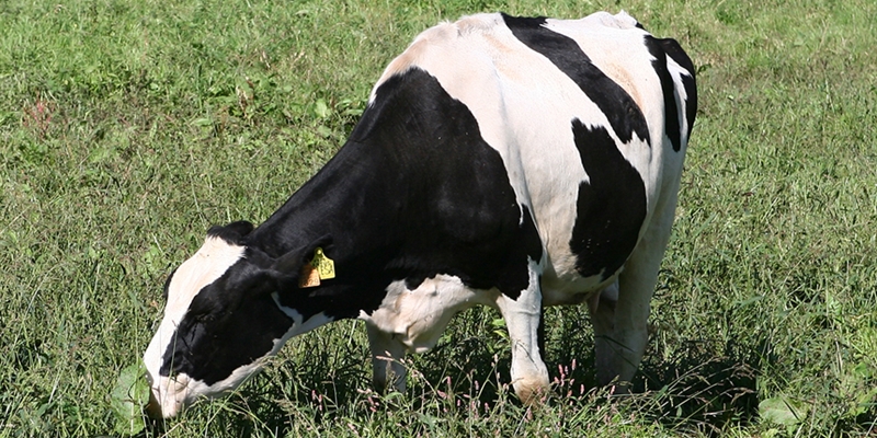 MAPA: La nueva PAC no pasa por volver a las cuotas lcteas sino por el empoderamiento de los productores
