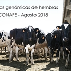 Pruebas genmicas de Hembras CONAFE Agosto 2018