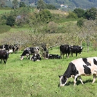 La entrega de leche de vaca baja en Asturias un 0,25% en lo que va de campaa