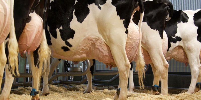 El estudio del metagenoma revela las vacas lecheras ms eficientes y menos contaminantes