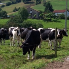 Cantabria abonar la prxima semana 6 millones de euros a 1.274 ganaderos de vacuno de leche