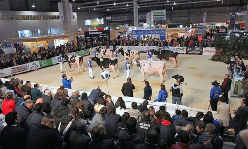 164 animales disputarn en Silleda los concursos de raza frisona de la...