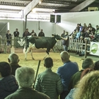 Africor Lugo celebra en Chantada su primera subasta de ganado frisn del ao