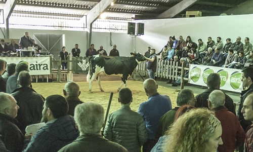 Africor Lugo celebra en Chantada su primera subasta de ganado frisn...