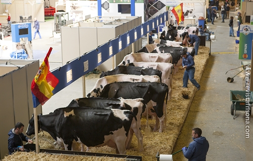 Las vacas espaolas descansan antes de su participacin en el Concurso...