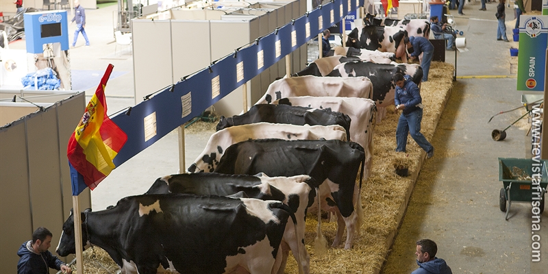 Las vacas espaolas descansan antes de su participacin en el Concurso Holstein Europeo