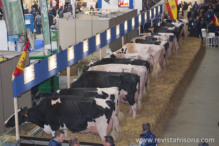 El Concurso Holstein Europeo Libramont 2019 en imgenes