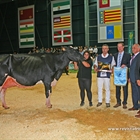 Llinde Ariel Jordan, de SAT Ceceo, Vaca Gran Campeona Nacional CONAFE 2019