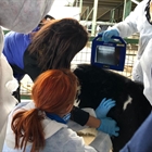 MSD Animal Health imparte un curso de ecografa pulmonar a tcnicos europeos