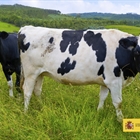 El precio medio en origen de la leche de vaca abre 2020 a 0,336 euros/litro