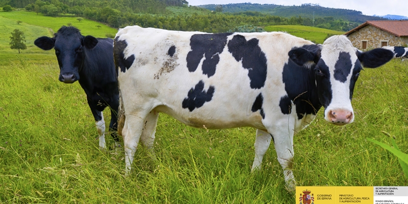 El precio medio en origen de la leche de vaca abre 2020 a 0,336 euros/litro