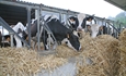 Las autoridades chinas recomiendan el consumo de lcteos para reforzar el sistema inmunolgico