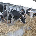 Las autoridades chinas recomiendan el consumo de lcteos para reforzar el sistema inmunolgico