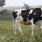 UPA denuncia la importacin de leche y derivados aprovechando la crisis del coronavirus