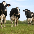 Unin de Uniones denuncia la bajada de un 25% de ganaderos de leche de vaca en los ltimos 5 aos