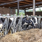 UCCL: La COVID fue una "excusa" para bajar los precios de la leche en origen
