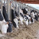 Las vacas alimentadas con leguminosas producen un 8 % ms de leche