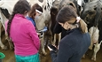 Vacas de la Granja Experimental de Leche de Lugo llegan a producir 80 litros al da