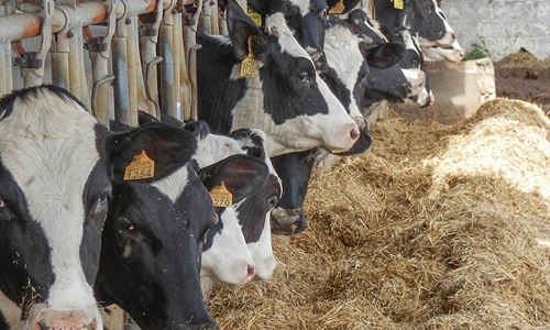 Los ganaderos andaluces de vacuno lechero se movilizarn contra los...
