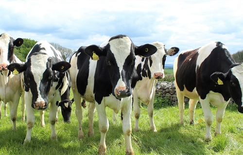 Los ganaderos lcteos espaoles endurecern las protestas