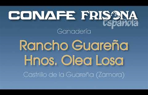 Vdeo: Visitamos la ganadera Rancho Guarea Hnos. Olea Losa (Castrillo...