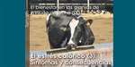 El bienestar en las granjas de vacuno de leche (IX): El estrs calrico (3): Sntomas y consecuencias