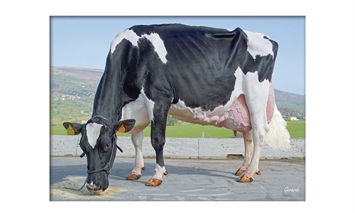 Morfologa y produccin: Son ms eficientes las vacas Excelentes?