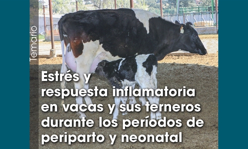 Estrs y respuesta inflamatoria en vacas y sus terneros durante los...