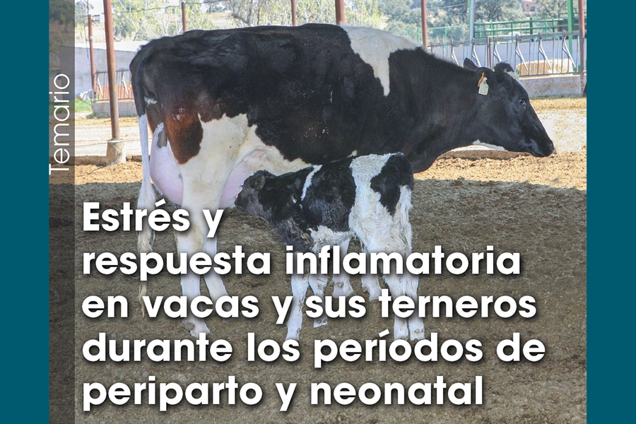 Estrs y respuesta inflamatoria en vacas y sus terneros durante los...