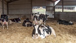 Nuevo programa Nanta Dairy Start para la optimizacin del bienestar y la longevidad de las vacas lecheras