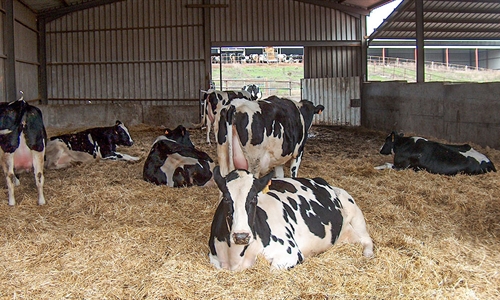 Nuevo programa Nanta Dairy Start para la optimizacin del bienestar y...