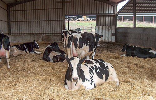 Nuevo programa Nanta Dairy Start para la optimizacin del bienestar y...
