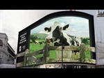 Vacas relajadas, leche fresca, original publicidad en 3D protagonizada por una vaca frisona