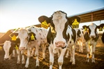 Un estudio de MSD indica que el coronavirus bovino (BoCV) es altamente prevalente en las granjas lecheras de Espaa
