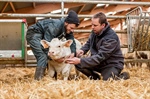 La Comisin Europea autoriza la comercializacin de la primera vacuna frente el coronavirus bovino