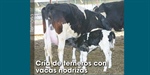 Cra de terneros con vacas nodrizas