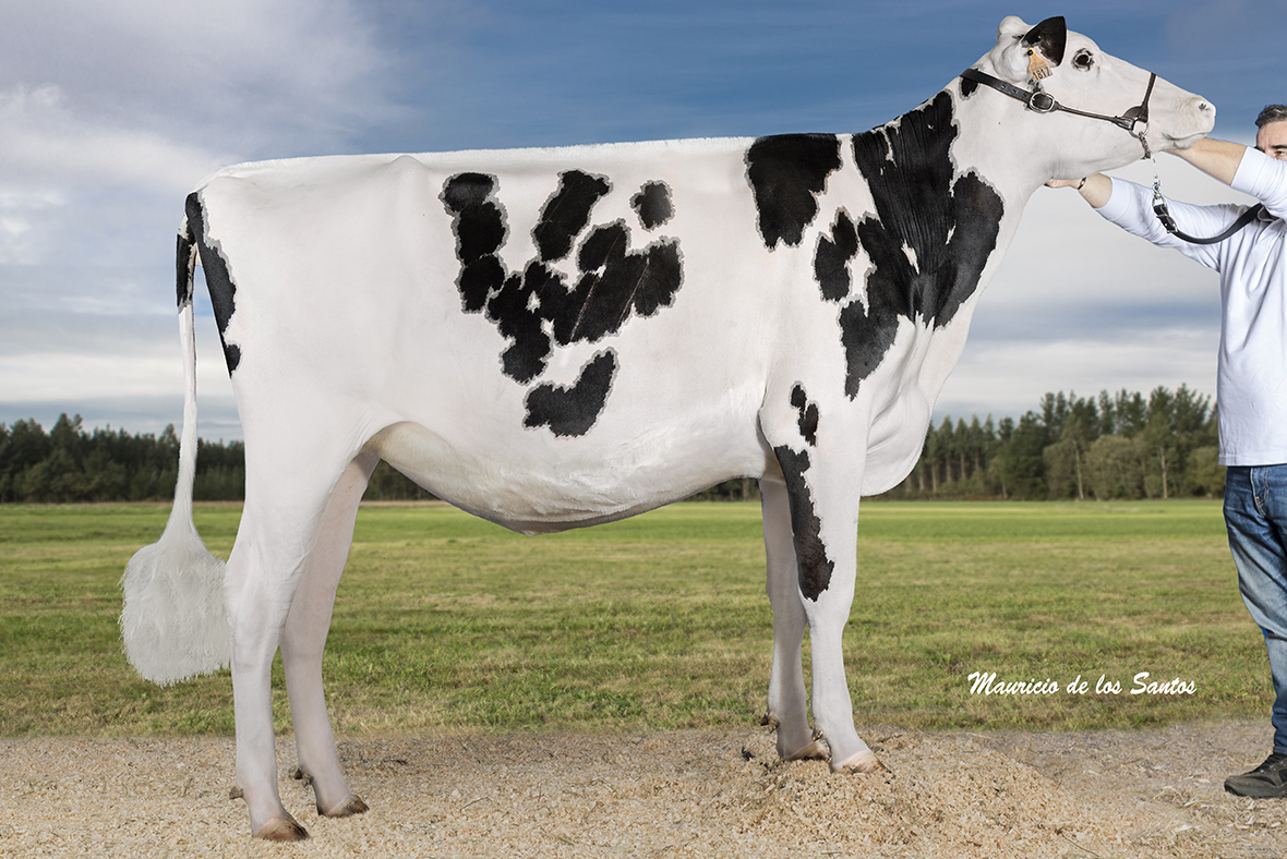 Gran Campeona Nacional de Novillas y Novilla Campeona: Comas Novas Princes Delta, copropiedad de El Campgrán y Comas Novas (Cataluña)