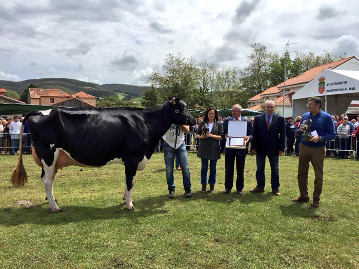Llinde Ariel Jordan, de S.A.T. Ceceo, Vaca Gran Campeona del Concurso de Ganado Frisn de Galizano