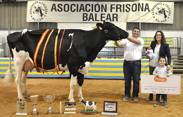 Binisegui Vell Atwood Fusa, de la ganadera Binisequi Vell de Es Mercadal, fue la Vaca Gran Campeona de Menorca 2018