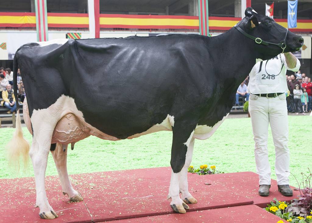 ALGENDAR  GOLDWYN  JARA